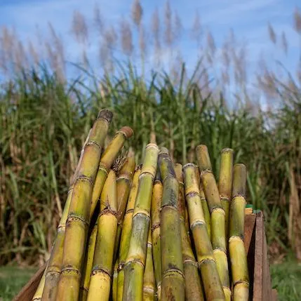 thumbnail for publication: Fumigant and Nonfumigant Nematicides Labeled for Agronomic Crops in Florida